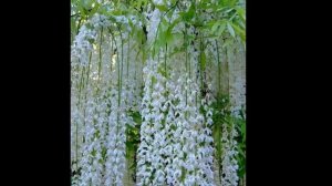 #Глициния Декоративные #лианы20 #многолетники Декоративные растения