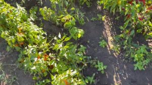 Сладкий перец КОРИЧНЕВЫЙ КУБ