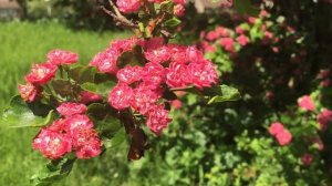 Spring Toba Hawthorn (Crataegus x mordenensis 'Toba') #toba #hawthorn #crataegus #mordenesis