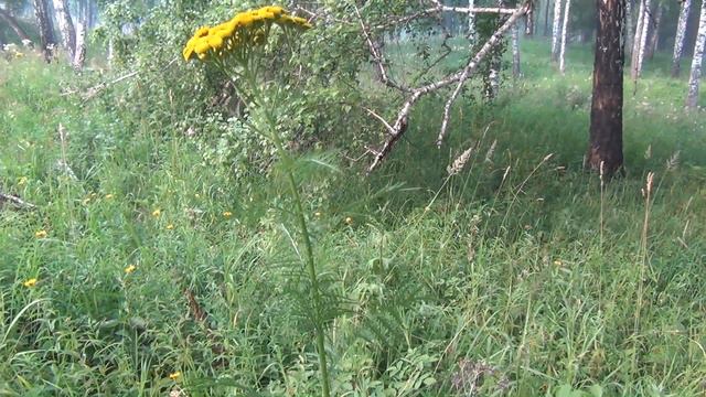 Защита огорода от мышей по Дедовски как сохранить урожай и мясо в лесу смотреть онлайн