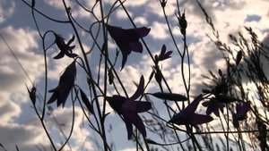 Українська весільна пісня  -  "Сам Пью, сам гуляю"