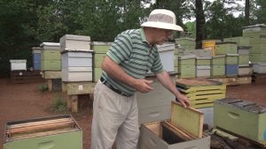 Пасека #18 Как сделать отводок пчел (Пчеловодство) - новое Пчелиный эксперимент 2 ( Новый Метод )