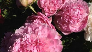 Пион Полонез (Polonez)