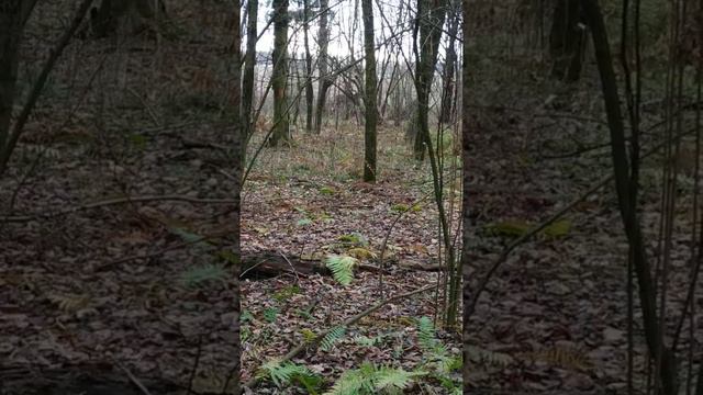 Работа Белоруского гончака по лосю. смотреть онлайн