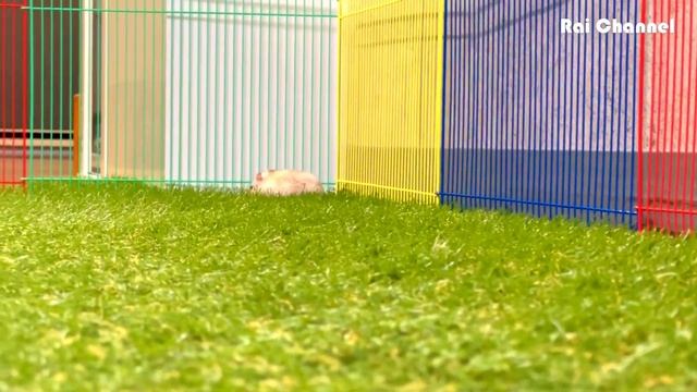 とっとこ爆走 ジャンガリアンハムスター いつもより多く走っております ? 【ハムスターパーク】
