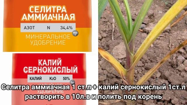 Хотите крупный ЧЕСНОК? Подкормите этим чеснок в июне.