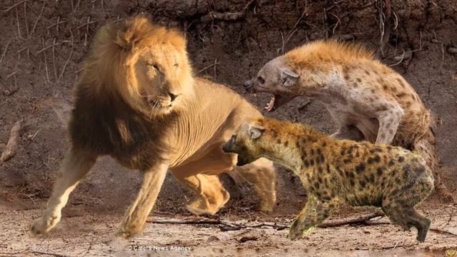 Эти животные ОДИН НА ОДИН способны одолеть ЛЬВА смотреть онлайн