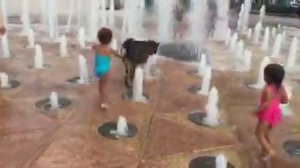 Dogs playing in Fountain