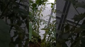 Томат ( АУРИЯ)))