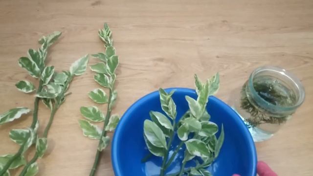 Черенкование, укоренение педилантуса титималоидного | Cutting, rooting of Euphorbia tithymaloides смотреть онлайн