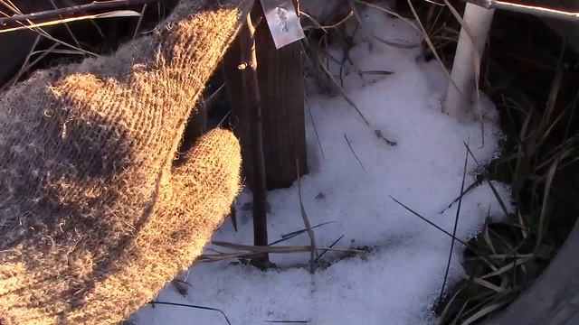 Яблоня Бельфлёр китайка обзор саженца 2-х летка смотреть онлайн