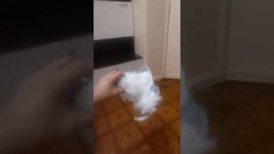 поведение соболя в домашних условиях