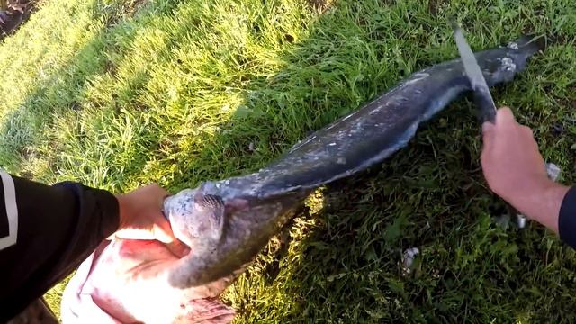 Белый СОМ лучший СОМ, Как почистить сома, Как разделать сома, Сом, Catfish