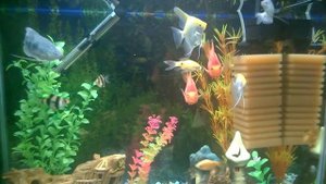 АКВАРИУМ НА 100 ЛИТРОВ И ЕГО РЫБКИ