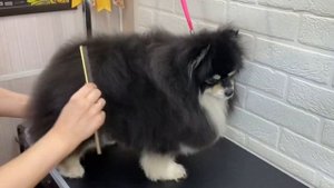 Груминг уход для шпица