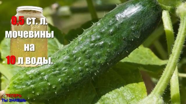 КУСТИКИ ДАЮТ СВЕЖИЕ ОГУРЦЫ ДО САМЫХ ЗАМОРОЗКОВ После Этой Супер-Подкормки! смотреть онлайн
