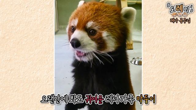 (SUB)[도레미 레서가족] 너무 귀여워서 심장 부여잡고 봐야하는 3판3색 레서판다 구별법?│Everland Red Panda смотреть онлайн