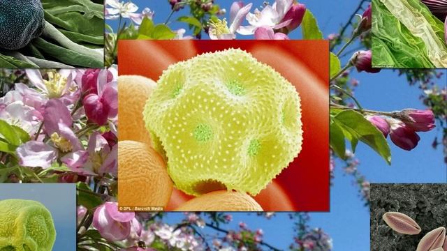 Что Такое Пыльца, Зачем и Как ее Едят