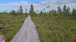 Древнейшее болото Беларуси! Беларусь. Природа. Экотропа. История. Туризм. Экотуризм. Дикая природа.