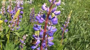 ПЕНИЕ ПЕНОЧКИ И ЗЯБЛИКОВ. В ЛЕТНИЙ ЗНОЙ НА ЛУГУ ЖУЖЖАТ ПЧЁЛЫ-ВСЁ ЭТО ИСТОЧНИК РАДОСТИ,ГАРМОНИИ,ПОКО