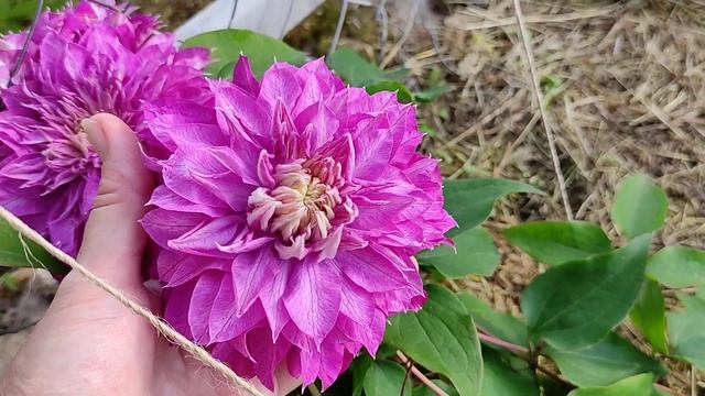 Клематис КАЙЗЕР (Clematis Kaiser) смотреть онлайн