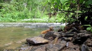 Косовое золото, хрустальная копь