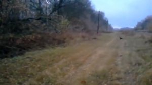 Охота с гончими