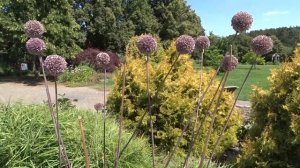Allium var. Summer Drummer (česnek)
