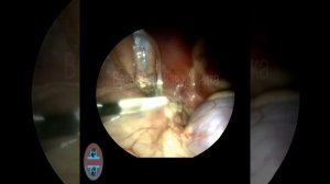 Эндоскопическая стерилизация собаки