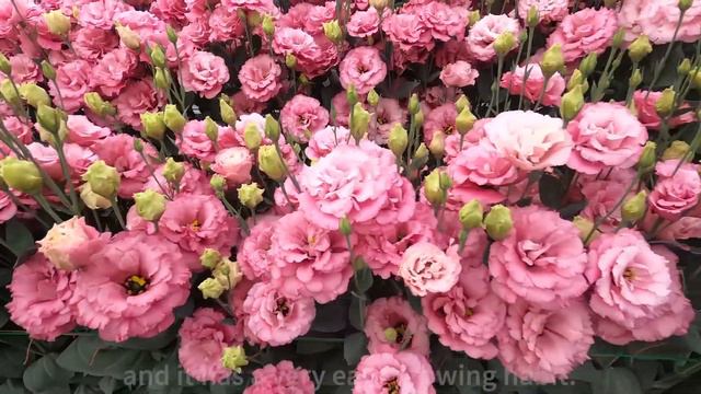 Fujimi Open Day  2022 Lisianthus смотреть онлайн