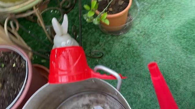 Поливаю, воду подкисляю, урожай дегустирую ???