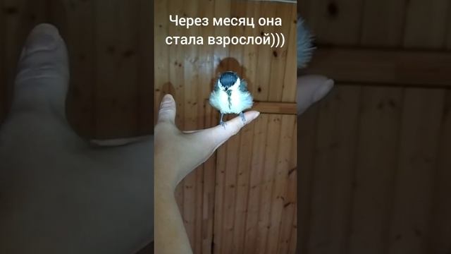 #Синица которую я#вырастил.#История) смотреть онлайн