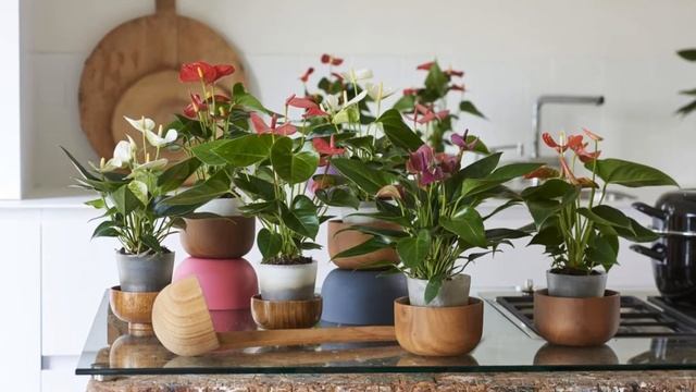 Антуриум, цветок «Мужское счастье» - приметы и суеверия смотреть онлайн