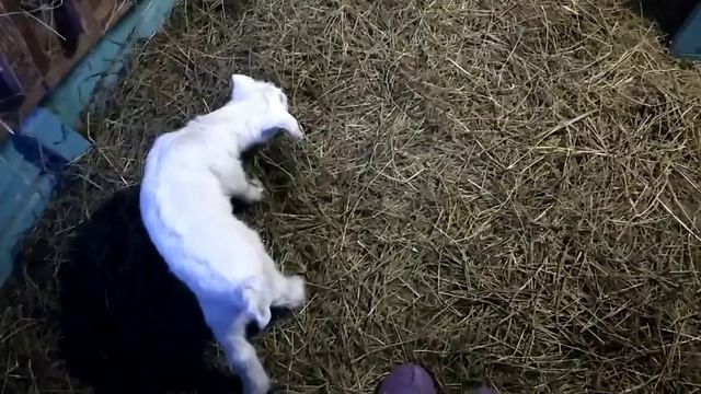 Сколопендра в доме. Козы. смотреть онлайн