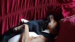 Кот и пёс спят вместе