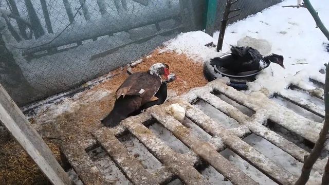 Спаривание индоуток/мускусных уток// разведение индоуток//зимой смотреть онлайн