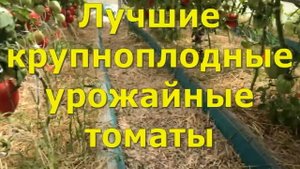 ЛУЧШИЕ КРУПНОПЛОДНЫЕ УРОЖАЙНЫЕ ТОМАТЫ ПО ИТОГАМ 2023 ГОДА.