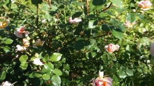 Роза Соня Рикель