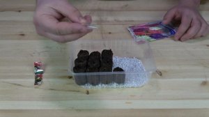 Как посеять БУДДЛЕЮ ДАВИДА САМЫЙ ЛУЧШИЙ СПОСОБ