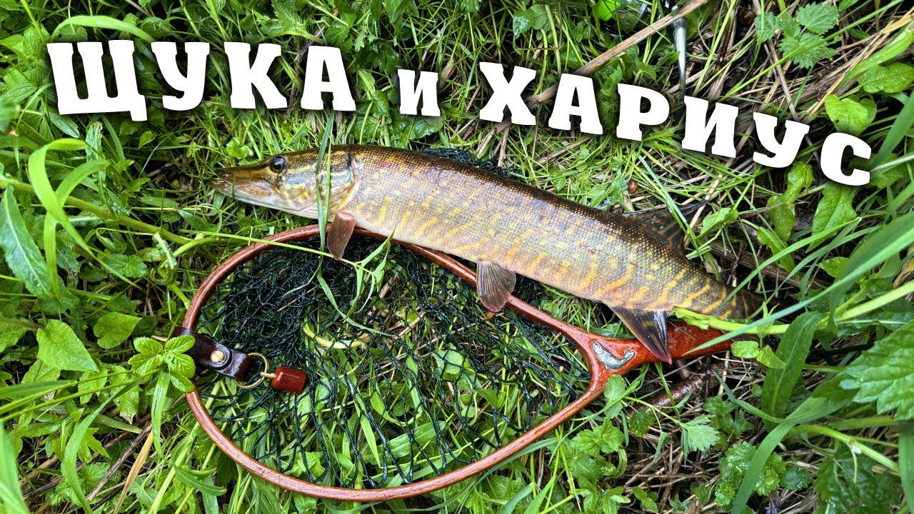 Щука и хариус. Рыбалка в Ленинградской области. Май 2024.