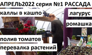 апрель 2022 серия 1. Вытянулась капуста. Каллы в кашпо. Рассада томатов - полив.