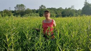 Сортовая ива Пластилиновая гибкая. Посадка сортовой ивы к концу июня. Питомник ТВЕРСКАЯ ИВА.