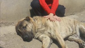 Истинный волкодав Армянский " гампр " Занги брнашен