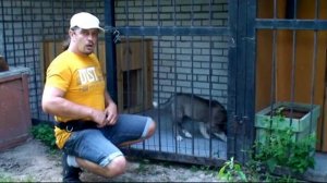 Приучение щенка к вольеру