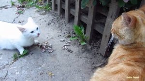 White cat very angry