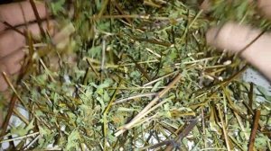 Череда трехраздельная, трава череды, купить.