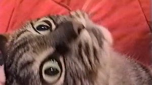 Коты издают странные звуки