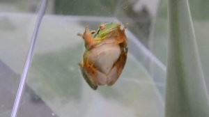 Древесная лягушка Португалия - Tree frog Portugal