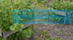 ПОДКОРМКА СМОРОДИНЫ ВЕСНОЙ ДЛЯ БОЛЬШОГО УРОЖАЯ. УХОД ЗА СМОРОДИНОЙ ВО ВРЕМЯ ЦВЕТЕНИЯ.
