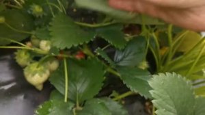 Земляника Сирия, ягода красотка.